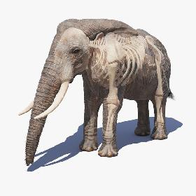 Elephant Skin And Skeleton 3D